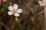 Pink sundew